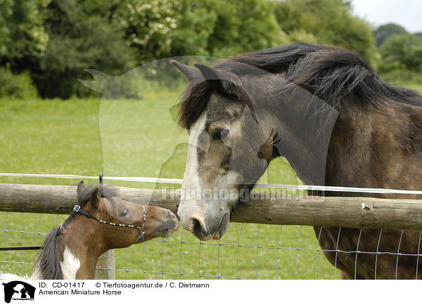 American Miniature Horse / American Miniature Horse / CD-01417