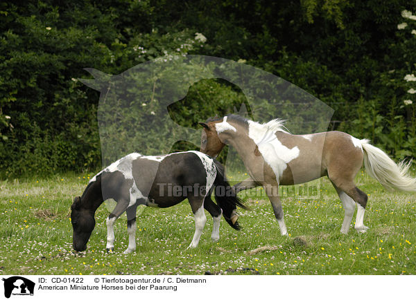 American Miniature Horses bei der Paarung / CD-01422