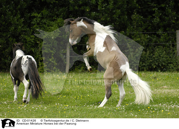 American Miniature Horses bei der Paarung / CD-01426