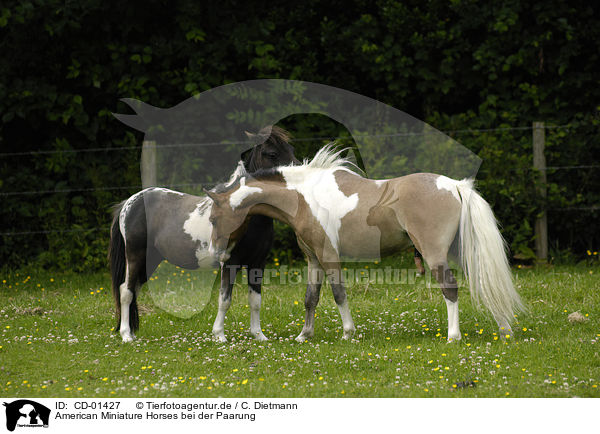 American Miniature Horses bei der Paarung / CD-01427
