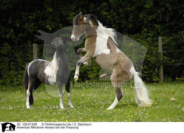 American Miniature Horses bei der Paarung / CD-01428