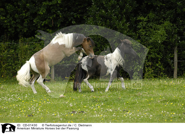 American Miniature Horses bei der Paarung / American Miniature Horses / CD-01430