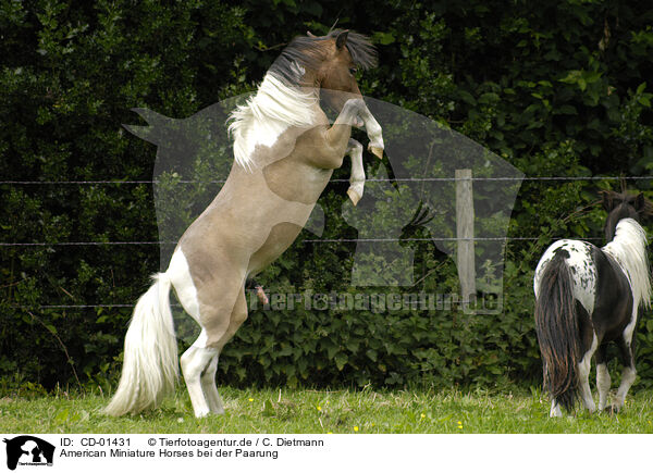 American Miniature Horses bei der Paarung / American Miniature Horses / CD-01431