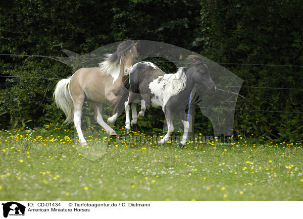 American Miniature Horses / American Miniature Horses / CD-01434