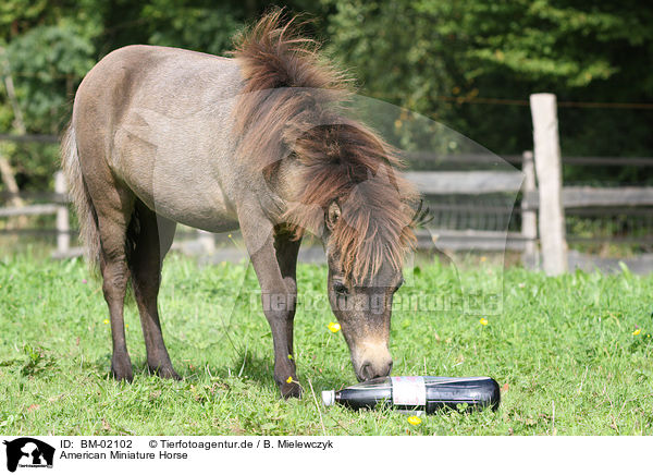 American Miniature Horse / American Miniature Horse / BM-02102