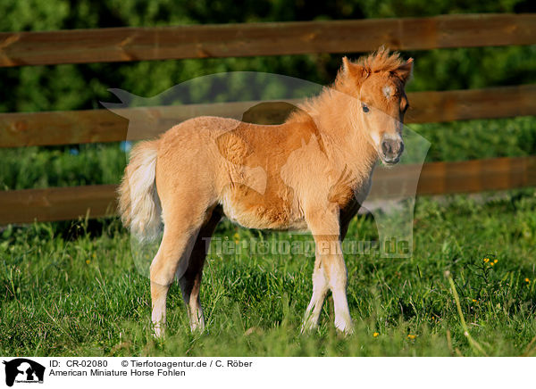 American Miniature Horse Fohlen / American Miniature Horse foal / CR-02080