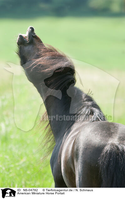 American Miniature Horse Portait / NS-04782