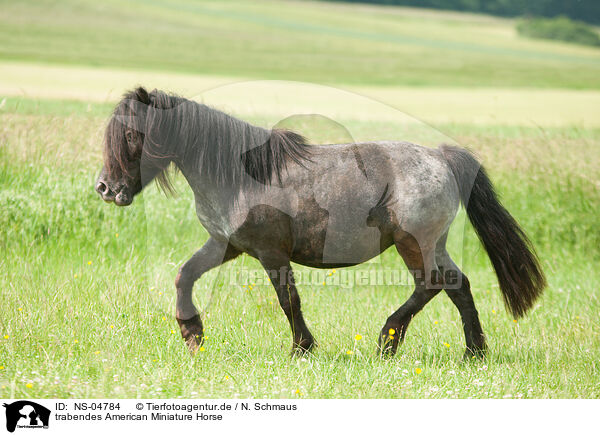 trabendes American Miniature Horse / NS-04784