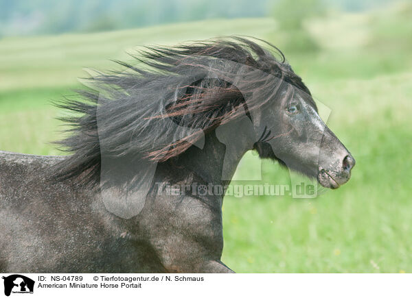 American Miniature Horse Portait / American Miniature Horse Portrait / NS-04789