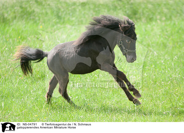galoppierendes American Miniature Horse / NS-04791