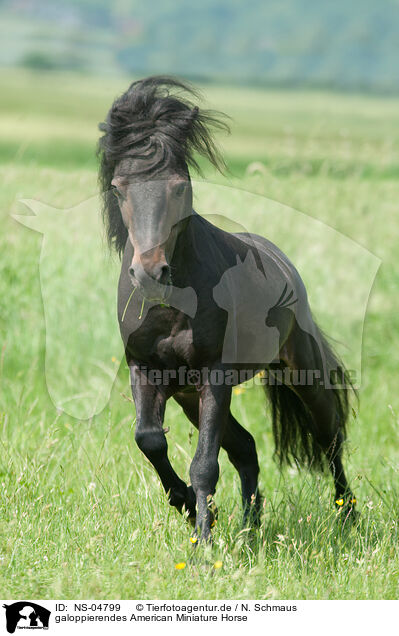 galoppierendes American Miniature Horse / NS-04799