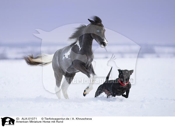 American Miniature Horse mit Hund / ALK-01071