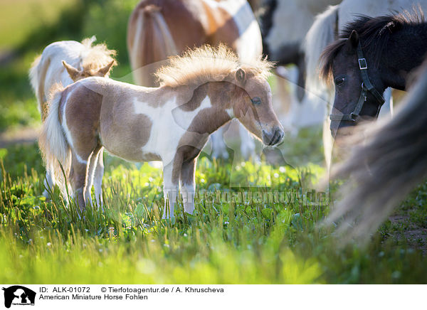 American Miniature Horse Fohlen / ALK-01072