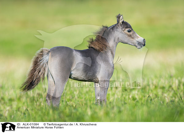 American Miniature Horse Fohlen / ALK-01084