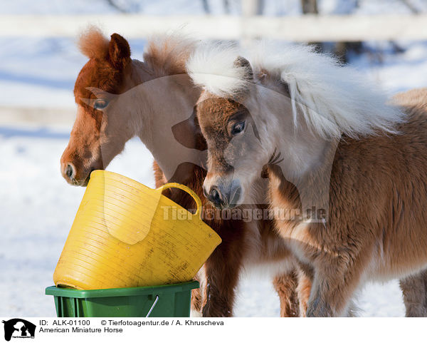 American Miniature Horse / American Miniature Horse / ALK-01100