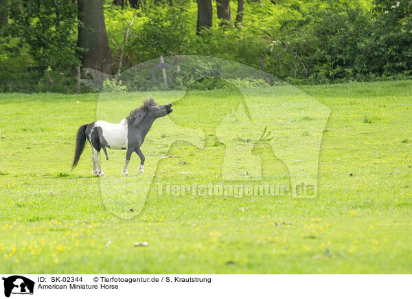 American Miniature Horse / SK-02344