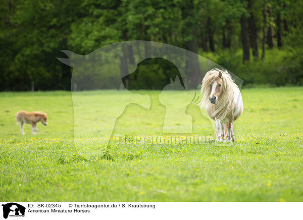 American Miniature Horses / SK-02345