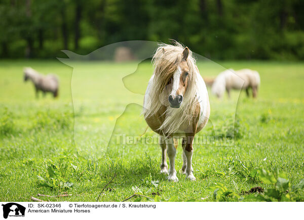 American Miniature Horses / SK-02346