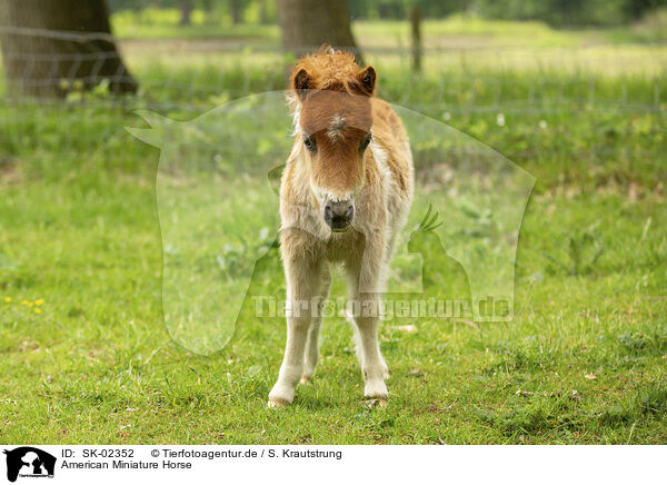 American Miniature Horse / American Miniature Horse / SK-02352