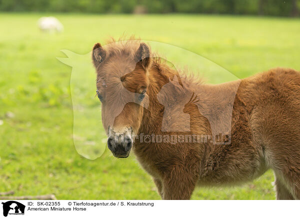 American Miniature Horse / American Miniature Horse / SK-02355