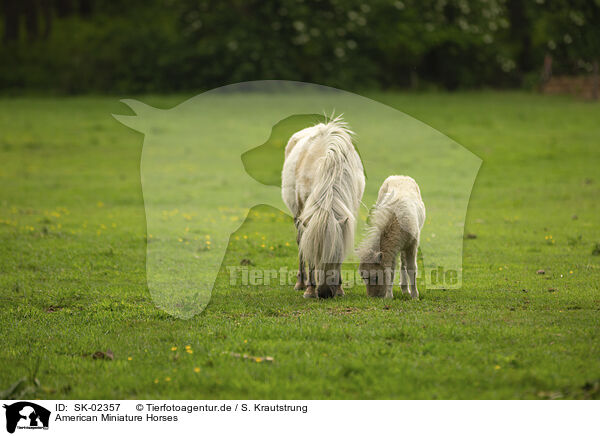 American Miniature Horses / SK-02357