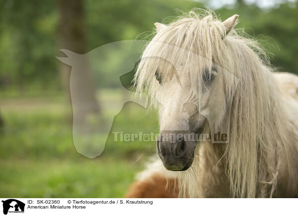 American Miniature Horse / American Miniature Horse / SK-02360