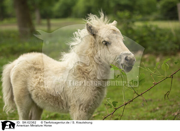 American Miniature Horse / American Miniature Horse / SK-02362