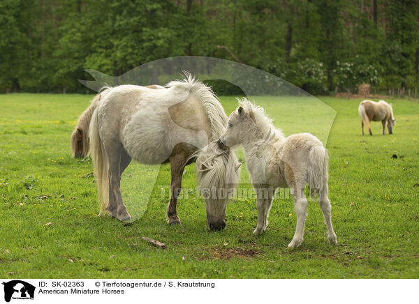 American Miniature Horses / SK-02363