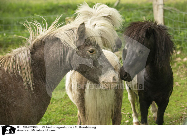 American Miniature Horses / American Miniature Horses / SK-02366