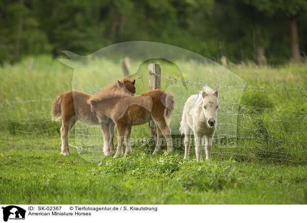 American Miniature Horses / SK-02367