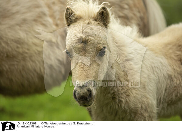 American Miniature Horses / American Miniature Horses / SK-02368