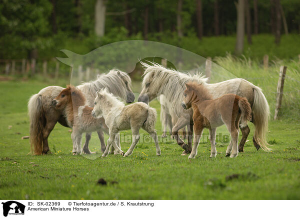 American Miniature Horses / American Miniature Horses / SK-02369