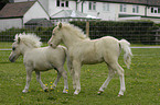 American Miniature Horse Fohlen