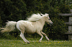 galoppierendes American Miniature Horse