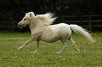 galoppierendes American Miniature Horse