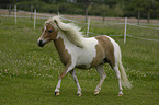 American Miniature Horse