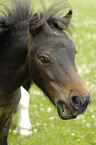 American Miniature Horse Portrait