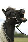 American Miniature Horse Portrait