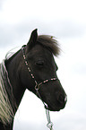 American Miniature Horse Portrait