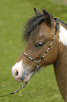 American Miniature Horse Portrait