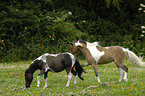 American Miniature Horses bei der Paarung