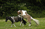 American Miniature Horses bei der Paarung