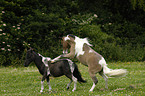 American Miniature Horses bei der Paarung