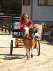 American Miniature Horse vor Kutsche