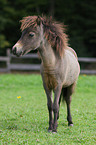 American Miniature Horse