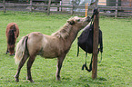 American Miniature Horses