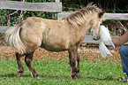 American Miniature Horse