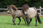 American Miniature Horses