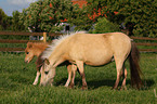 American Miniature Horses