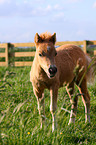 American Miniature Horse Fohlen